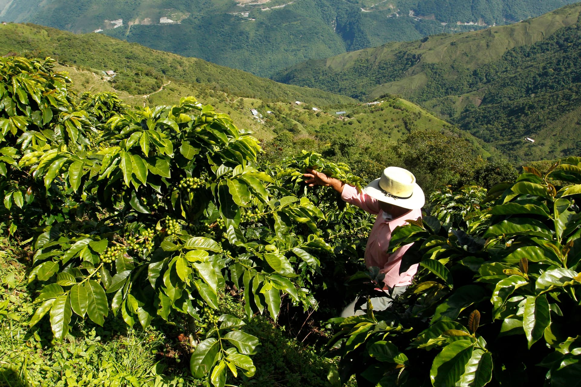 Visitar una plantación de café en Colombie