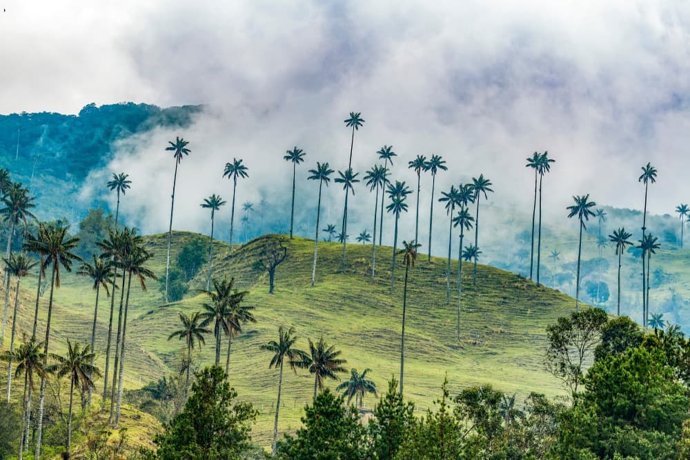 Descubrimiento del Valle de Cocora y sus palmas de cera