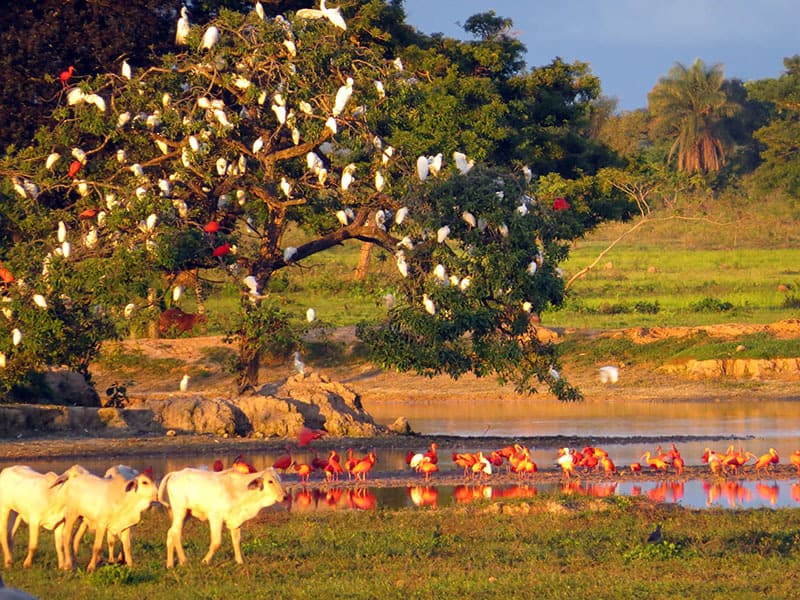 Reserva de Hato La Aurora