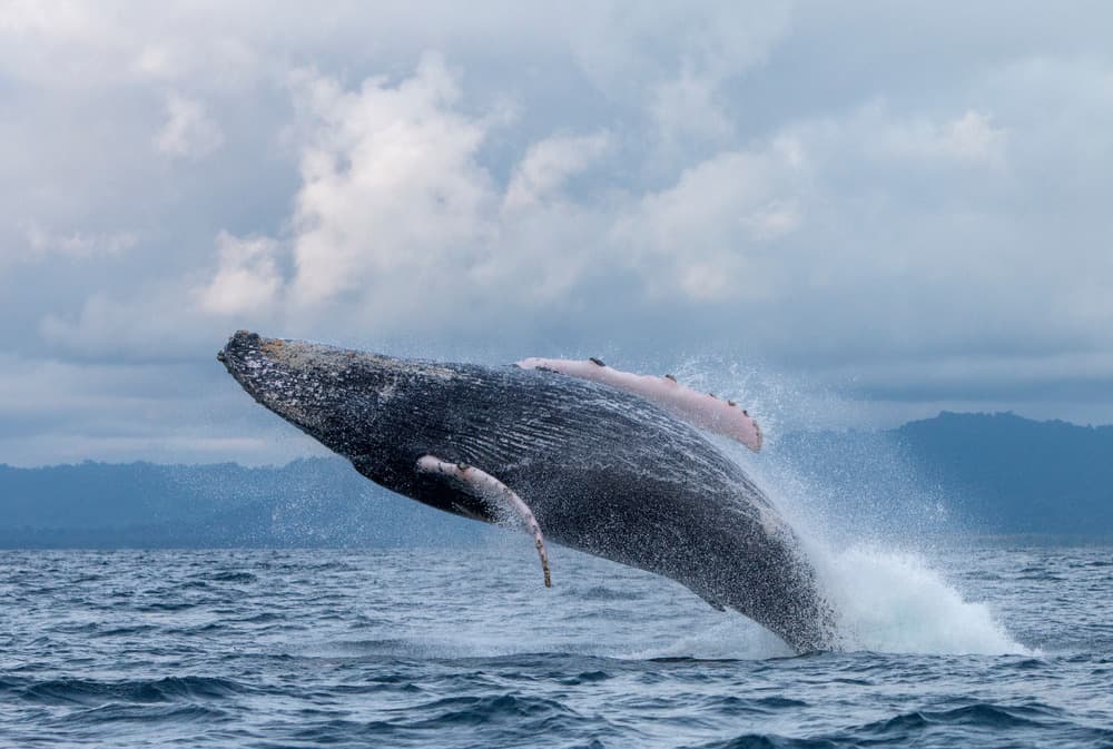 ¿Dónde ver ballenas en Colombia?