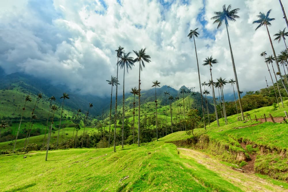 cocora valley